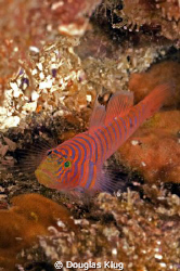 striped surprise. This tiny zebra goby hides on the reef ... by Douglas Klug 